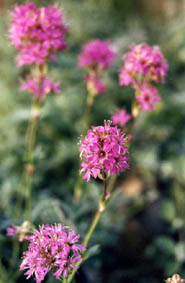 Viscaria alpina